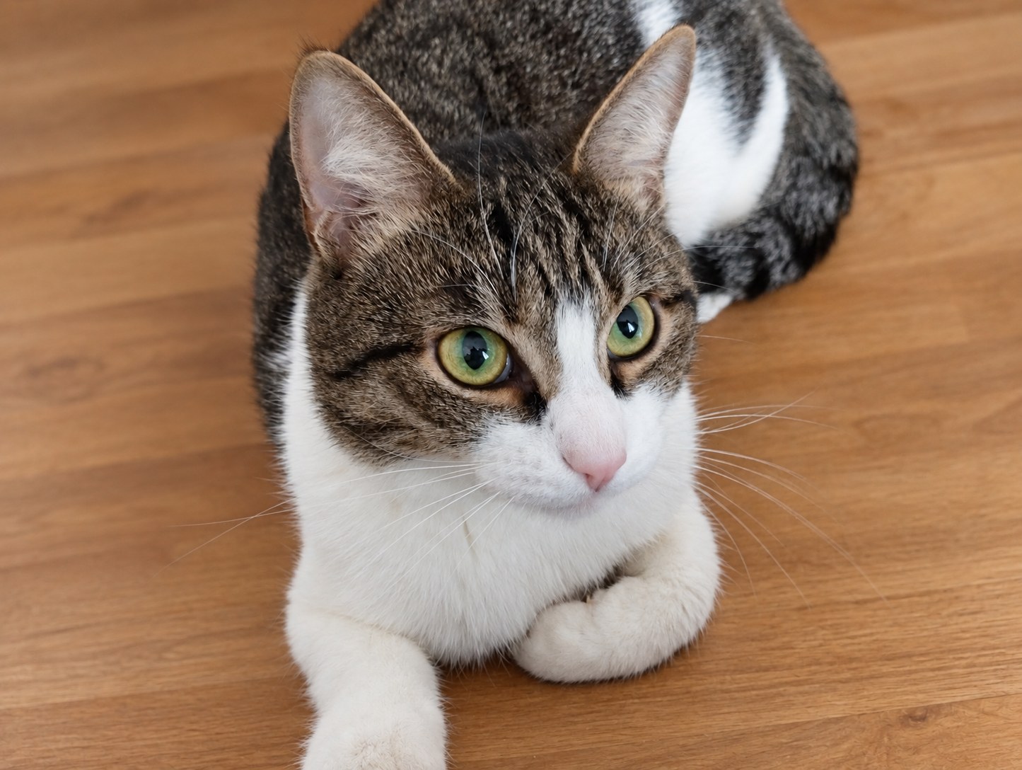 Kot, the Vet Trial Finder family's cat