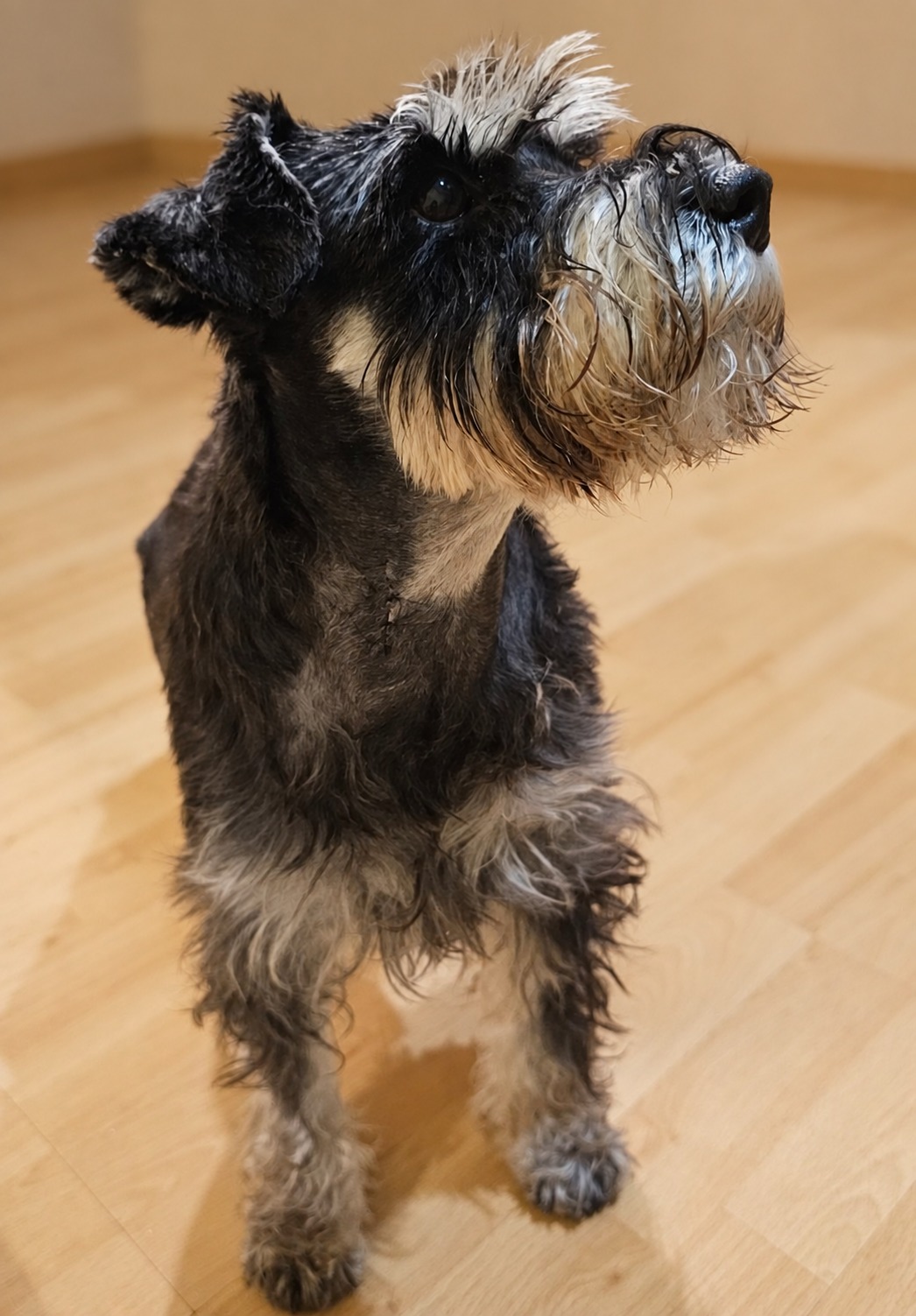 Senya, a Miniature Schnauzer