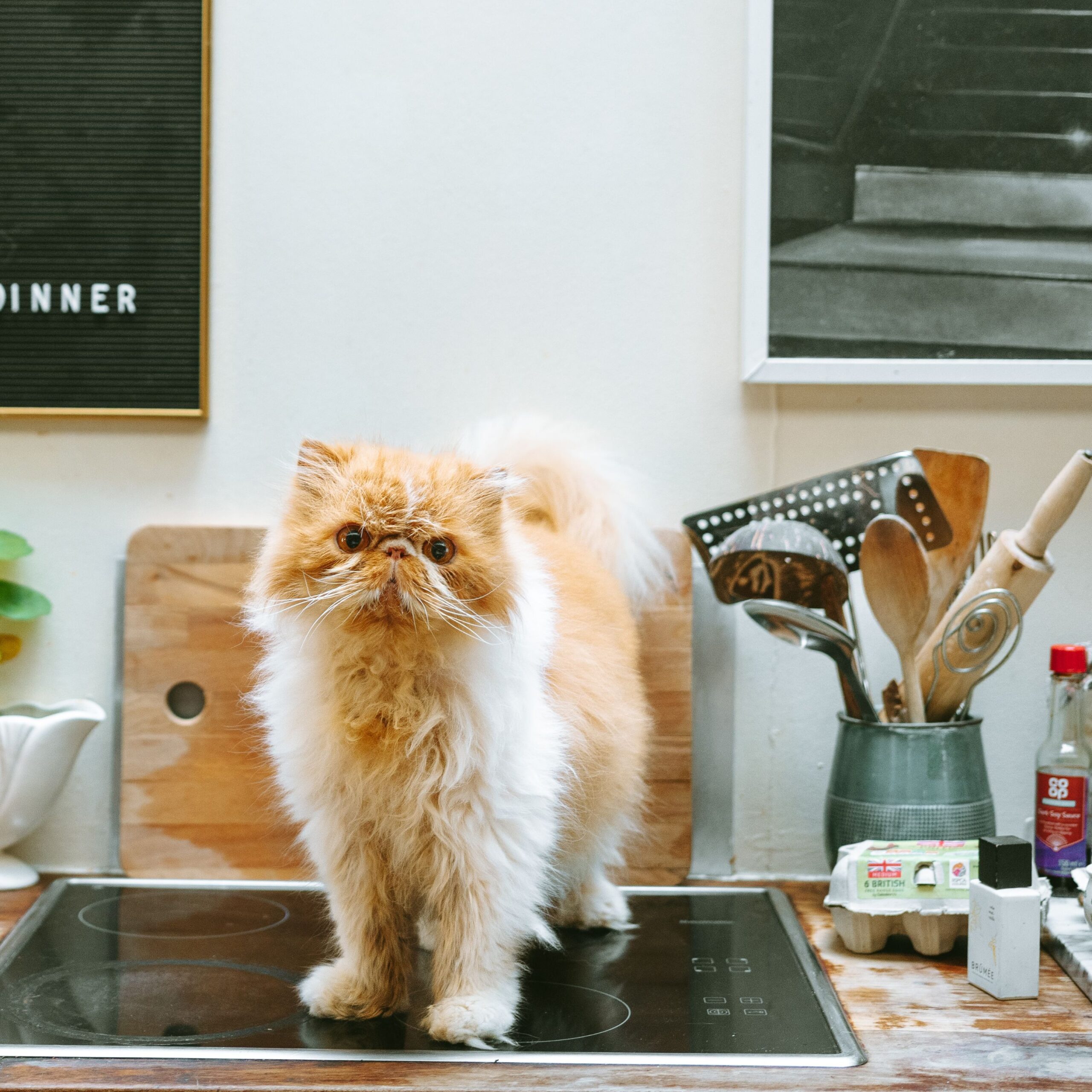 Ginger cat pictured on CanCan Diagnostics’ feline test page
